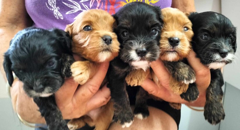 Cools at 4 weeks (2)